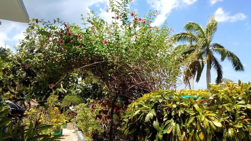 Palm View Guest House Montego Bay Hotel