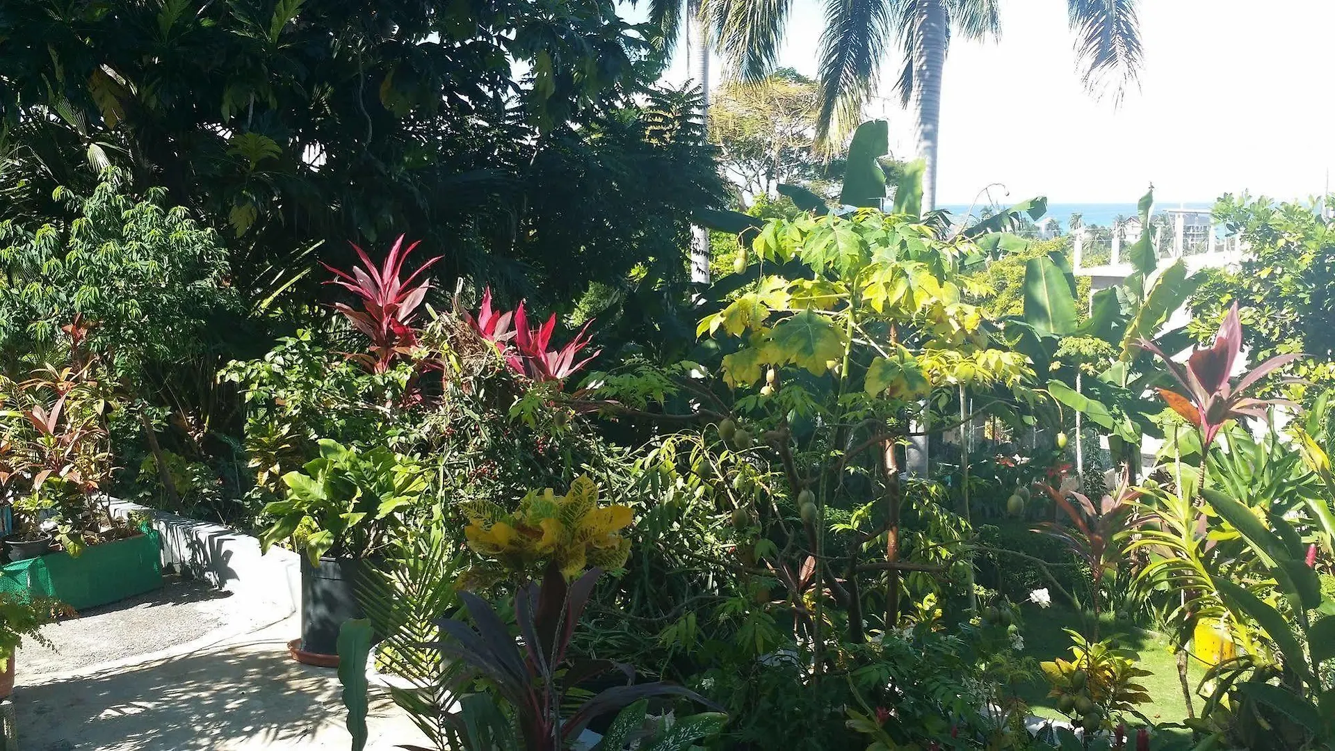 Hotel Palm View Guest House Montego Bay